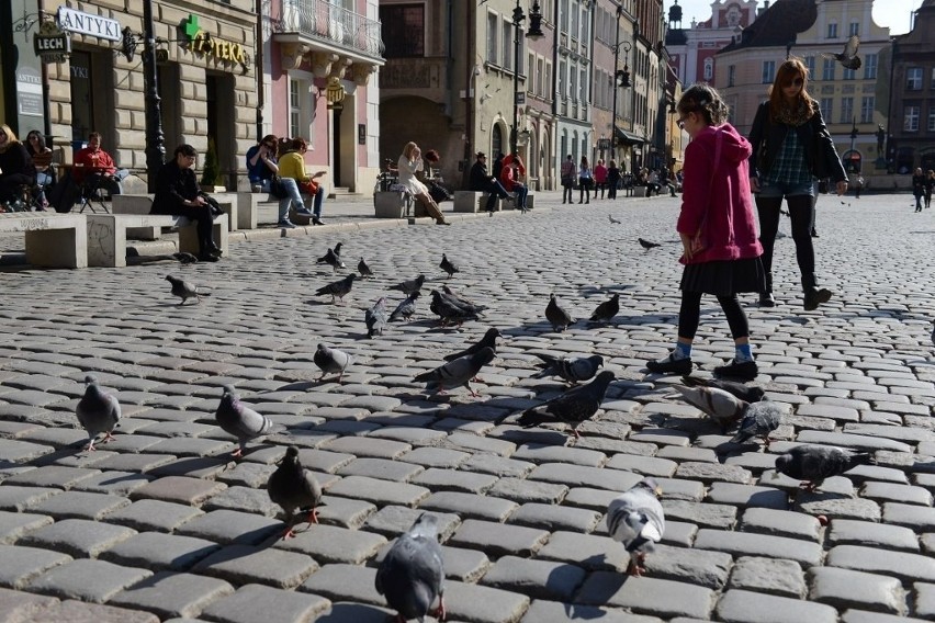 Gołębie wciąż są wielkim utrapieniem na Starym Mieście w...