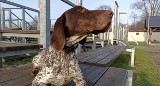 Wyżeł w policji? To pierwszy taki pies w Polsce! Właśnie został powitany przez zielonogórskich funkcjonariuszy
