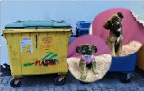 Sadysta w Nowym Sączu ponownie w akcji. Kolejnego psa wyrzucił do śmieci w tym samym miejscu, gdzie wcześniej znaleziono szczeniaki 