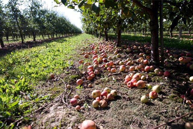 Według raportu holenderskiego uniwersytetu w Wageningen, jeżeli wszystkie założenia strategii Zielony Ład zostaną wprowadzone, to produkcja jabłek w Europie może spaść o 30 procent, a w Polsce nawet o 50 procent.
