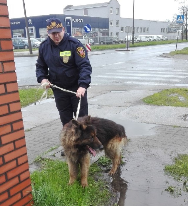 Strażnik miejski z owczarkiem, który zaatakował inowrocławianina z małym pieskiem