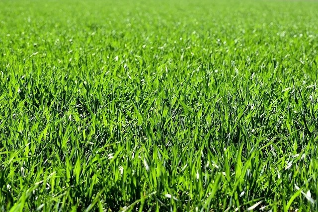 Burmistrz gminy Kozienice w związku z panującą suszą poinformował o wstrzymaniu koszenia traw na terenie gminy, aż do odwołania
