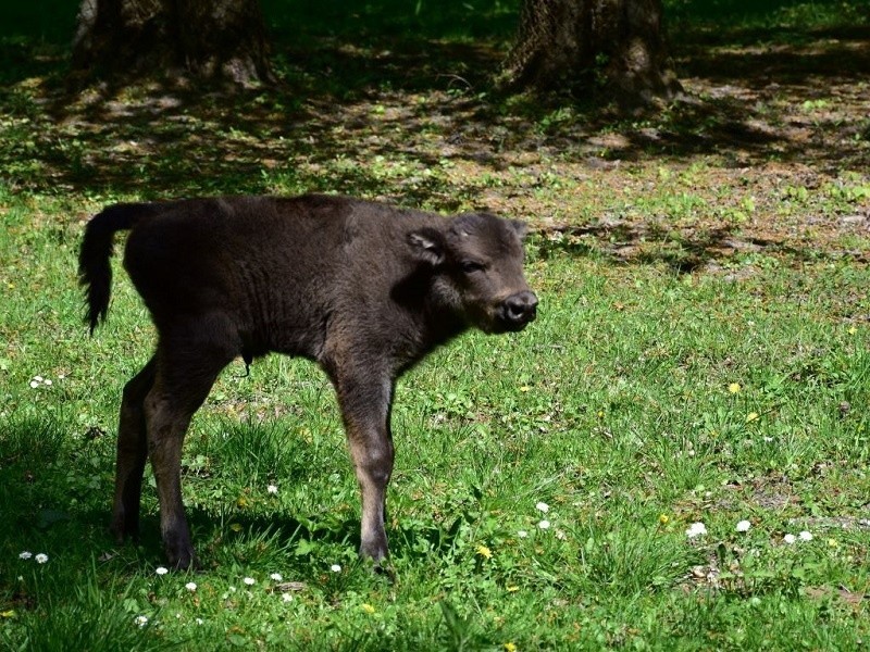 Białowieski Park Narodowy. Pierwsze tegoroczne żubrzątko w rezerwacie pokazowym