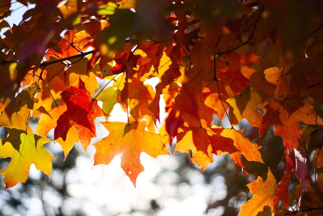Pogoda długoterminowa na wrzesień. Czy jesień będzie ciepła? [PROGNOZA POGODY]