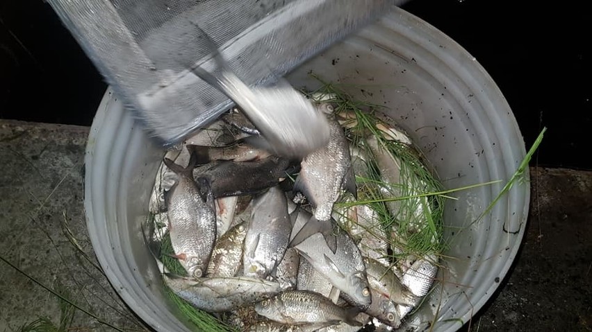 Jastrzębie: śnięte ryby znalezione w stawach