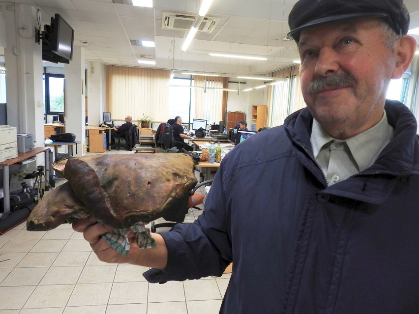 Gigant waży ponad 1,7 kg i prezentuje się okazale.