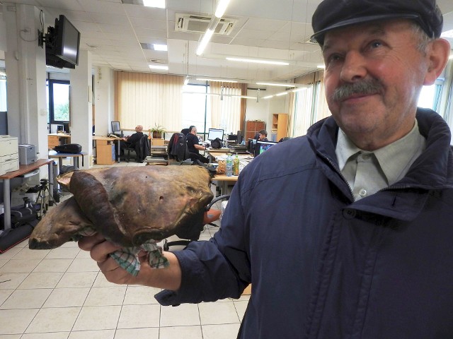 Gigant waży ponad 1,7 kg i prezentuje się okazale.