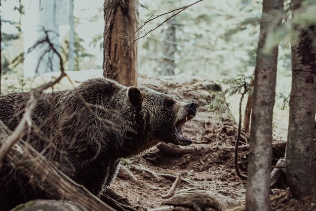 Łosie, jelenie, sarny, dziki, a nawet muflony, wilki, rysie i szakale złociste - te zwierzęta można spotkać na terenach administrowanych przez Regionalną Dyrekcję Lasów Państwowych w Toruniu. 110 niedźwiedzi – tak niewiele liczy populacja tych zwierząt w naszym kraju! Lasy Państwowe pokazały, jak rozpoznać, że w lesie bytują niedźwiedzie. Jeśli zobaczysz na drzewie taki tajemniczy ślad, w pobliżu były i nadal mogą przebywać niedźwiedzie. Zobacz, na jaki znak zwrócić uwagę >>>>>