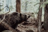 Takie tajemnicze ślady w lesie wskazują, że pobliżu mogą przebywać niedźwiedzie. Zobaczcie!
