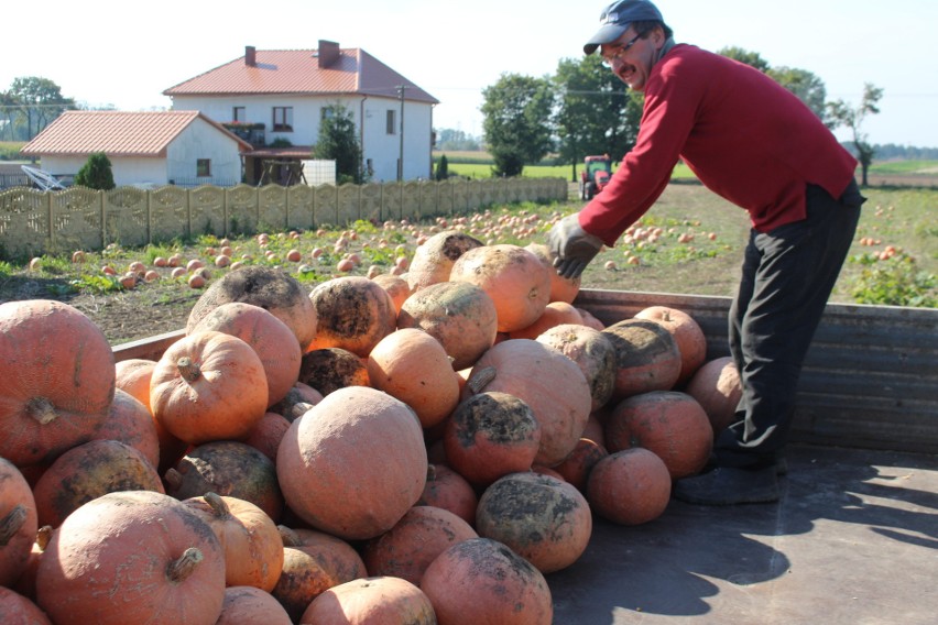 W gospodarstwie rolnym Jacka Stefańskiego w Świeszu (gmina...