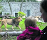 Masz Kartę Dużej Rodziny? W zoo i tak zniżki nie dostaniesz