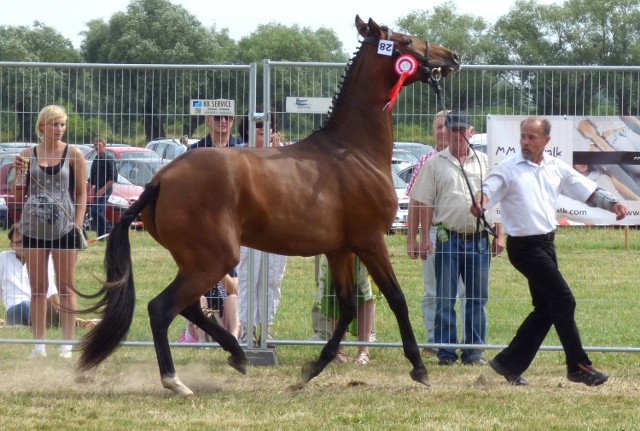 Kaberlina - Superczempionką 2015 wystawy koni w Op