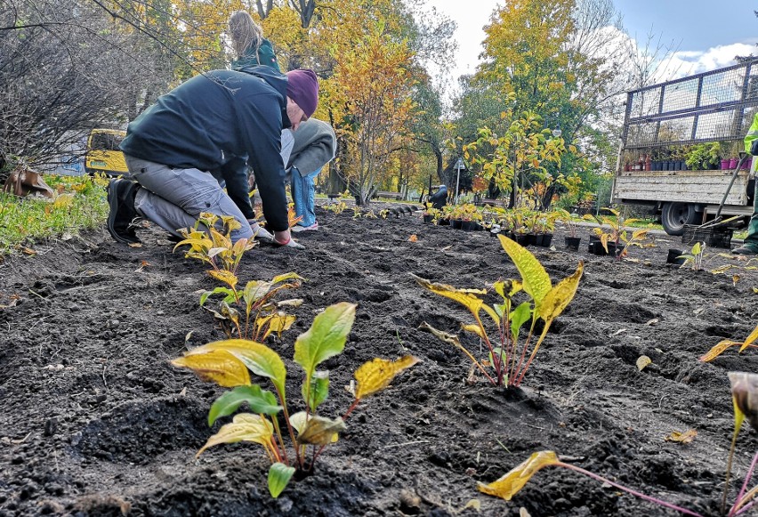 W krakowskim parku Wincentego a'Paulo mieszkańcy posadzili niemal 500 roślin [ZDJĘCIA]