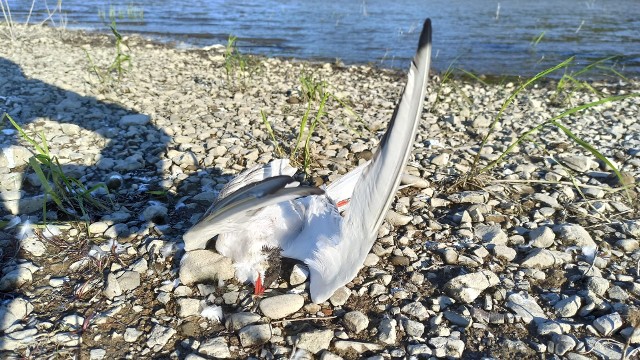 Martwe ptaki znalezione na brzegu Zbiornika Dobczyckiego