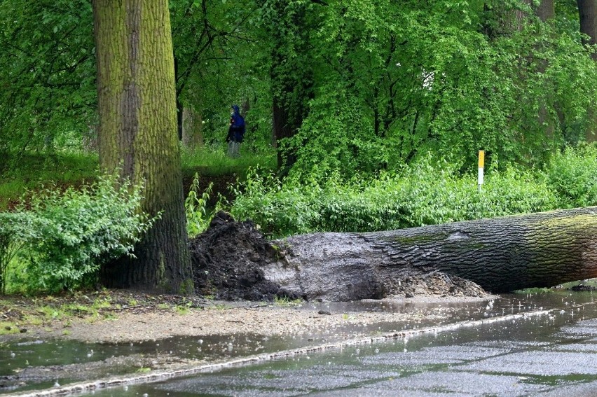 Ogromne drzewo runęło na jezdnię przy szkole na Zalesiu (ZDJĘCIA)