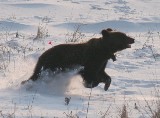 Niedźwiedzica Przemisia ma swój profil na facebooku