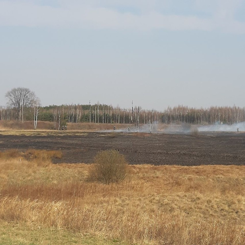 W powiatach tarnobrzeskim i stalowowolskim płoną nieużytki i młode lasy. Strażacy nieustanie apelują o niewypalanie traw [FOTO]