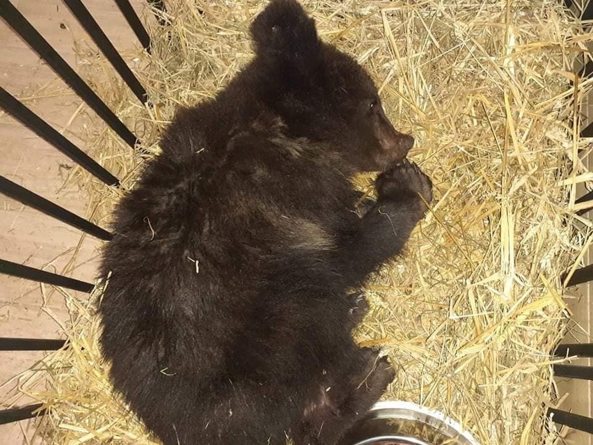 Niedźwiadek przez ponad tydzień był leczony w Ośrodku...