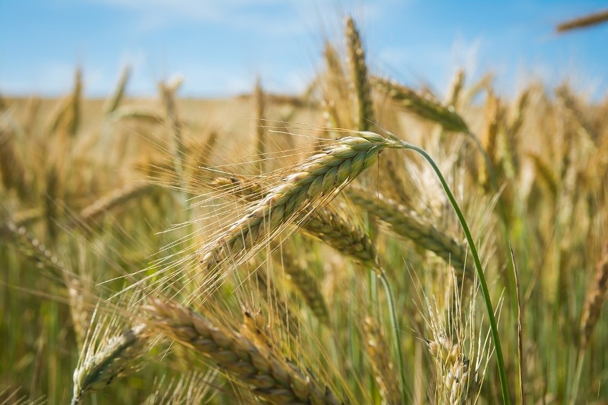 Agencja Restrukturyzacji i Modernizacji Rolnictwa przyjmuje wnioski o wsparcie dla rolników