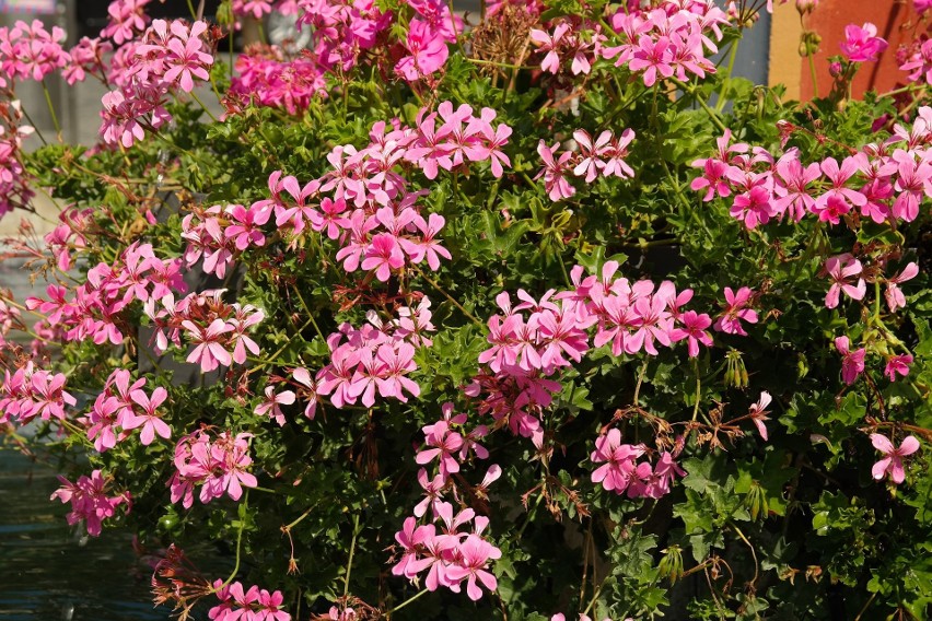 Pelargonie bluszczolistne lubią stanowiska lekko zacienione,...