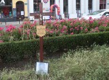 Zmarły żołnierz patronem szczecińskiej ulicy? Jest taka inicjatywa