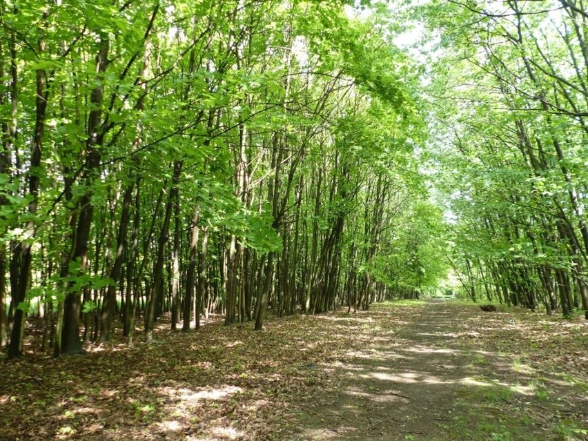 Komisja Ochrony Środowiska Rady Miejskiej Łodzi...