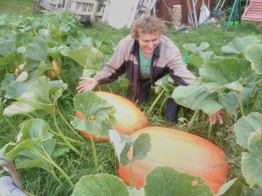 Skrybicze. Wielka dynia pod Białymstokiem. Dynia - gigant waży ponad 70 kilogramów [ZDJĘCIA]