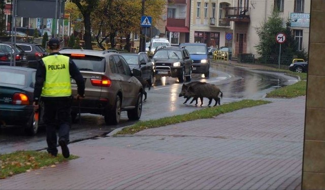 Dziki w centrum Miastka.
