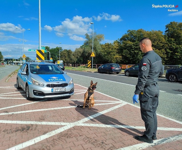 Policjanci z wydziału kryminalnego, ruchu drogowego, prewencji wraz z funkcjonariuszami służby więziennej, w piątek 15 września prowadzili działania na terenie gminy Krzyżanowice pod kryptonimem „Granica”.