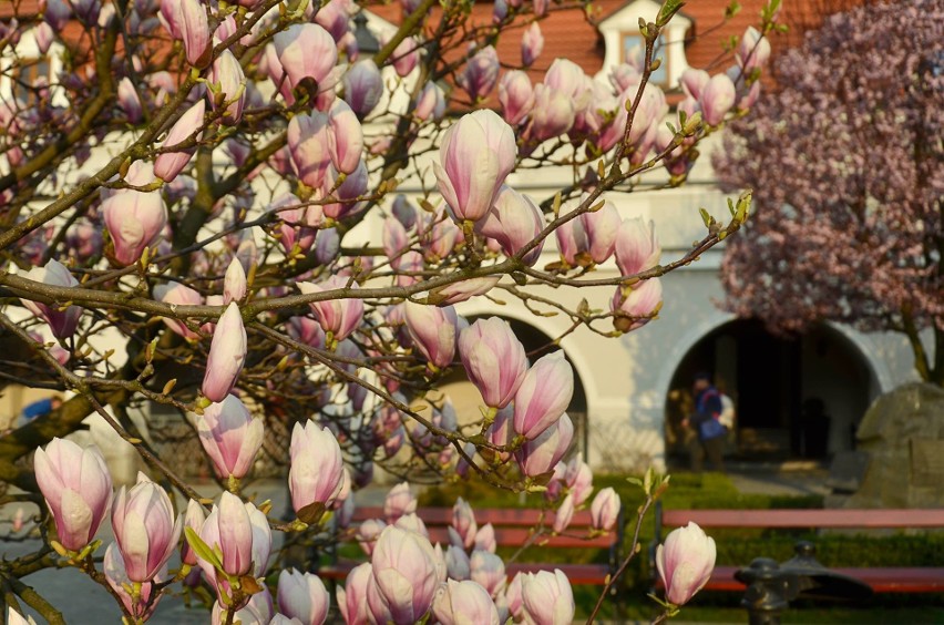 Kwitnące magnolie w Kluczborku.