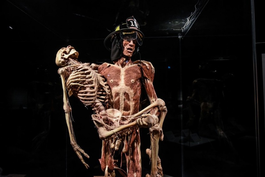 Body Worlds Vital w Poznaniu. Zdjęcia z Galerii Pestka