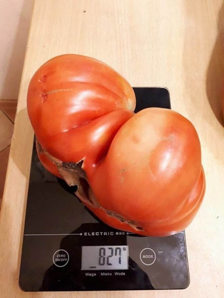 Pomidory giganty to niespotykane okazy. Pan Filip z...