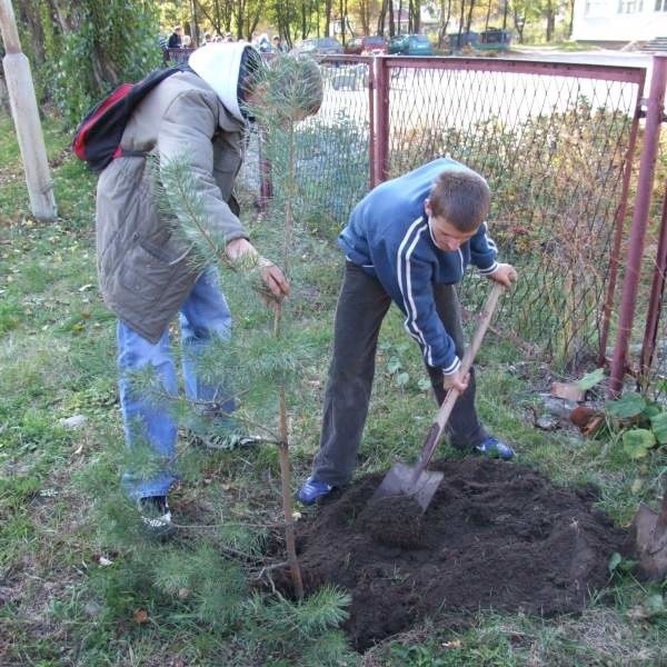 Punktem kulminacyjnym obchodów było posadzenie wokół szkoły kilkanaście nowych młodych drzewek.