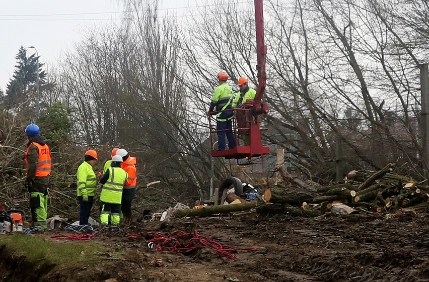 W związku z budową węzła Łękno postępuje wycinka drzew w tej...