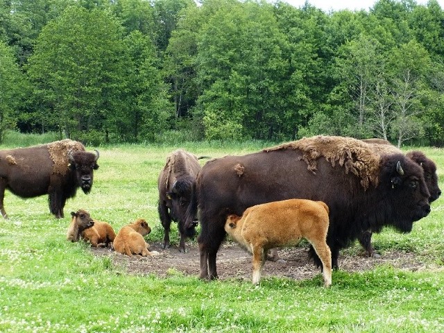 Kurozwęckie bizony będą bezpieczne przez minimum 15 lat.