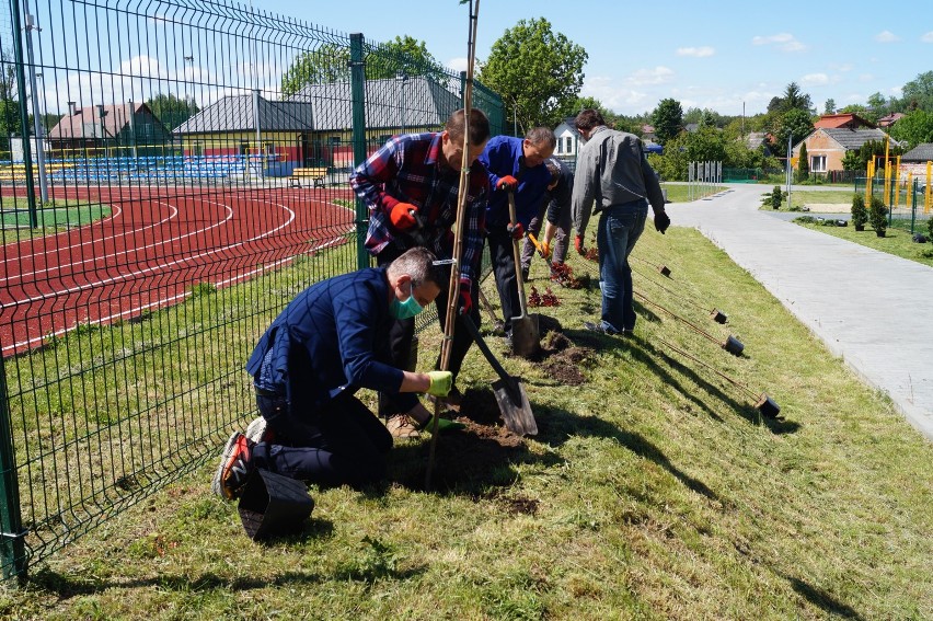 Przy kompleksie sportowym w Ciepielowie zostało posadzonych...