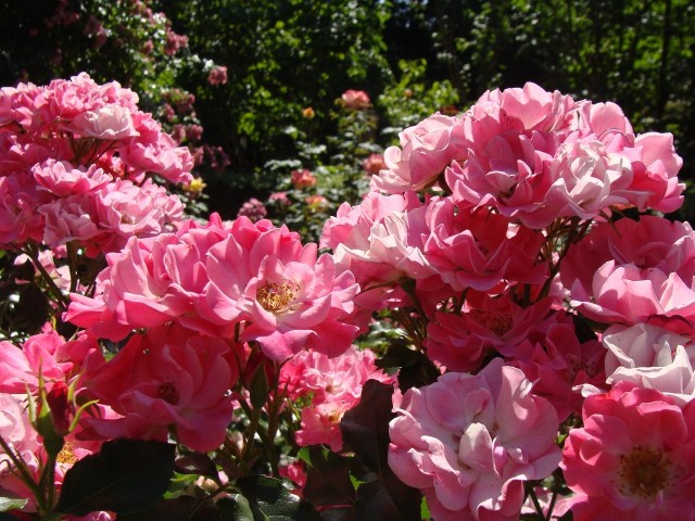Róże można rozmnażać na kilka sposobów. Szczepienie dobrze sprawdzają się w uprawie profesjonalnej, a w przydomowym ogrodzie warto wypróbować sadzonki i odkłady.