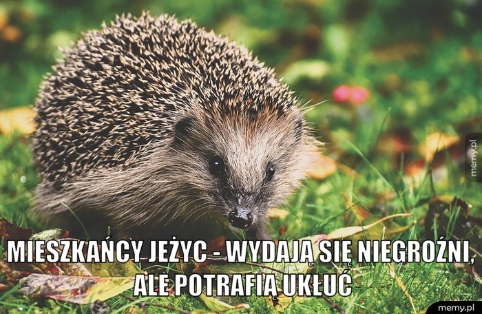 Każda dzielnica ma swoją specyfikę, ale to Jeżyce uchodzą za...