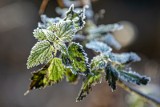 Ostrzeżenie przed przymrozkami. Temperatura w Kujawsko-Pomorskiem spadnie poniżej zera - informuje IMGW