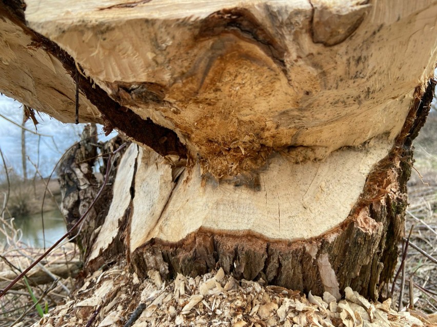 Bobry na Podkarpaciu niszczą drzewa wzdłuż rzeki Wisłok [ZDJĘCIA]