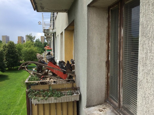 Balkon mieszkania, które zajmuje niepełnosprawne rodzeństwo jest całkowicie zagracony i pełen gołębi. Sąsiedzi boją się, że pewnego dnia konstrukcja nie wytrzyma obciążenia i zawali się