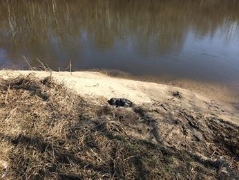 Martwego węża znaleziono w sobotę, ale zostanie stąd zabrany...