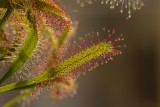 Rosiczka – roślinny drapieżnik. Jak ją uprawiać?