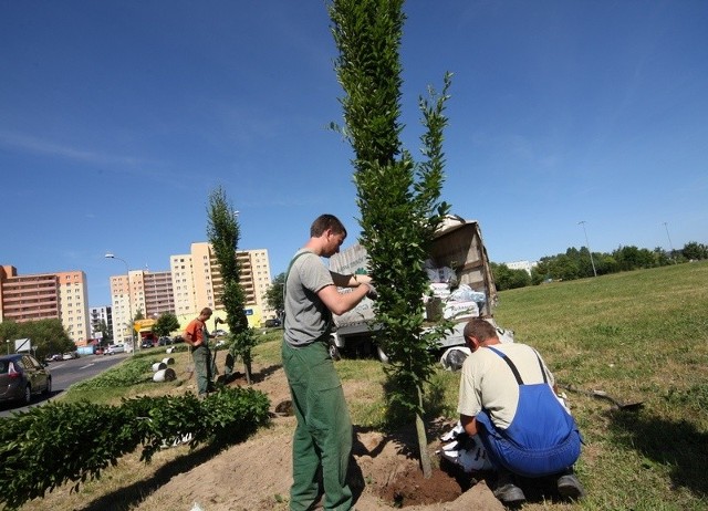 Pierwsze drzewa na placu przy ul. Frąckowskiego sadzone były w czwartek. 