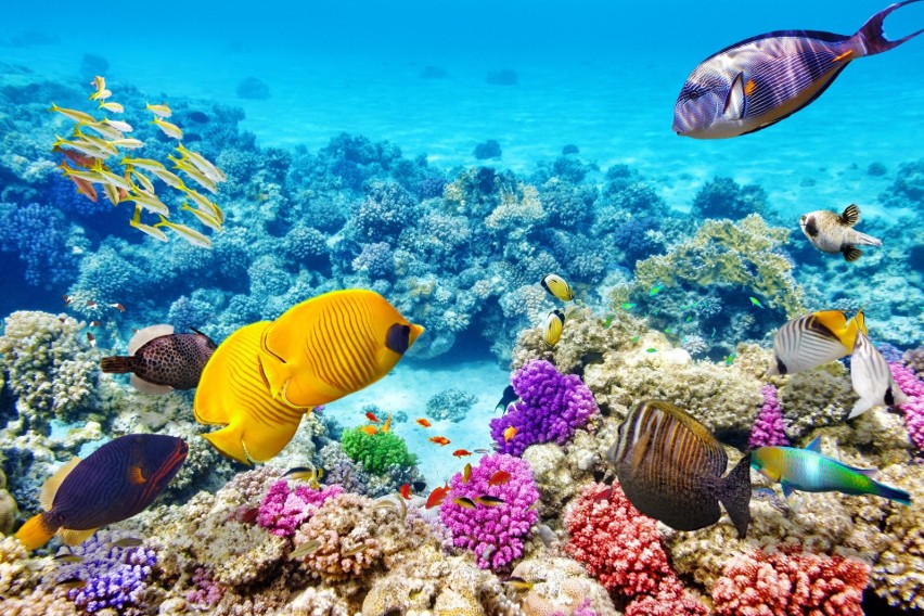 Morze Czerwone jest ciepłe i pełne koralowców. Turyści mogą...
