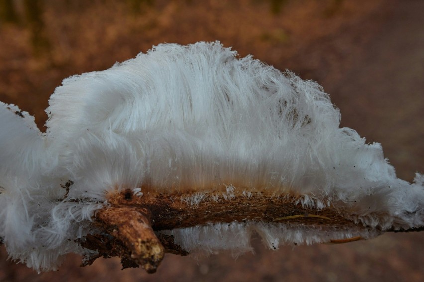 Jak wyjaśniają Lasy Państwowe, lodowe włosy powstają w...