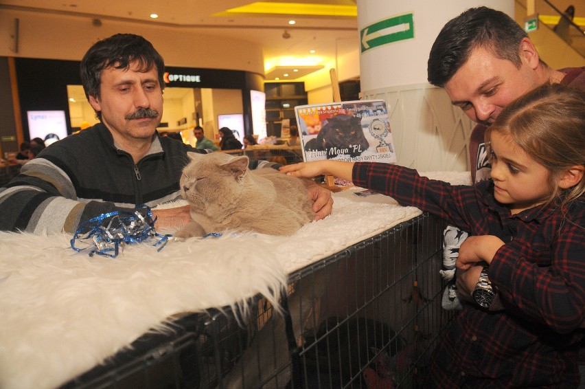 Pokaz kotów rasowych w Galerii Bronowice [ZDJĘCIA]