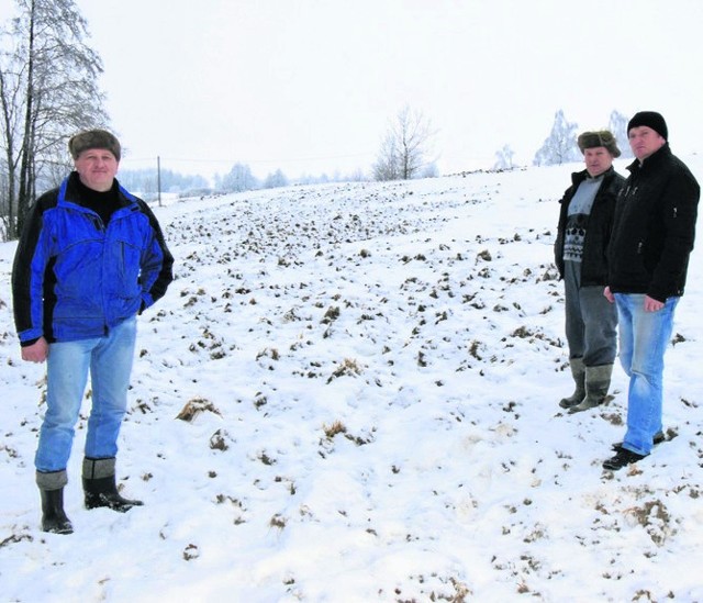 Dziki rządzą na polach rolników, a urzędnicy – nic – Tak wyglądają nasze pola – skarżą się (od lewej) Ignacy Gibowicz, Zdzisław Hołdyński oraz Sławomir Kachnowski. – Więcej tu porytego, niż ziemi, którą nie tknęły dziki