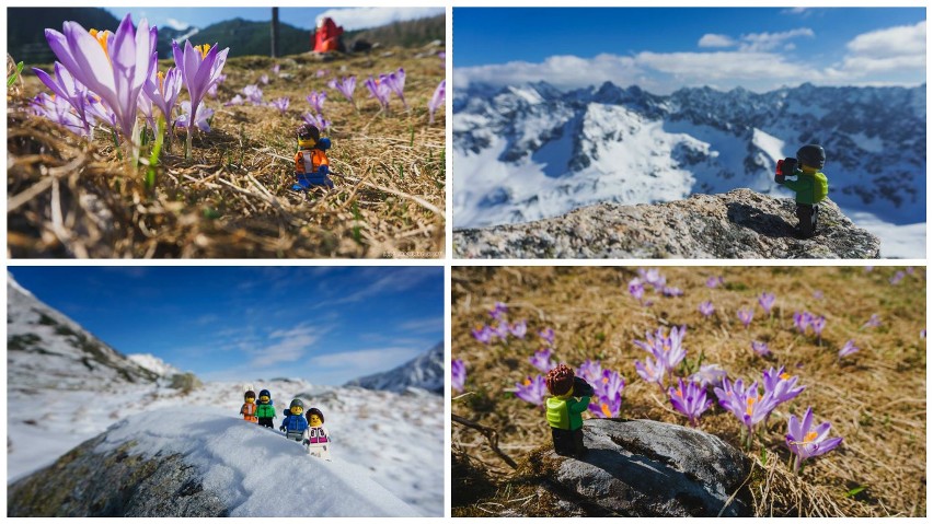 Ludziki Lego wróciły w Tatry! Podziwiały krokusowe szaleństwo [ZDJĘCIA]