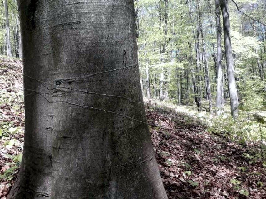 Niebezpieczne pułapki w lesie w Kielcach. Kto je rozstawia? (ZDJĘCIA)